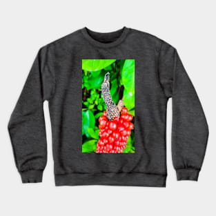 Red peppercorn with bird beak Crewneck Sweatshirt